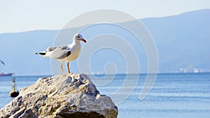 Tired seagulls on rock