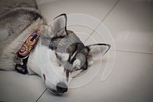 Tired siberian husky dog laying floor closeup head