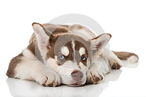 Tired sibiran husky puppy on white background