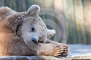 Tired sleeping relaxing brown bear in zoo