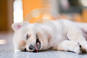 Tired and sleepy pomeranian dog