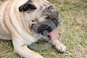 Tired and sleepy pug dog resting on the grass outside