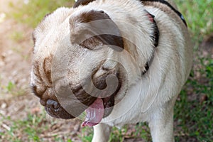 Tired and sleepy pug yawns while walking in the park