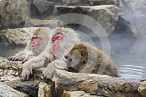 Tired Snow Monkey and Friends in Hot Springs photo