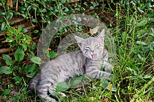 Tired striped cat yawns. Close up of cat lying in grass