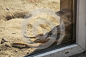 Tired Suricate Sitting at Shadow in Zoo.