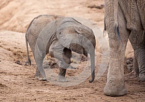Tired and thirsty baby African elephant at a dry waterhole