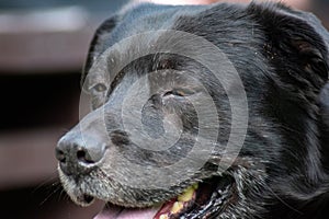 Tired and thirsty, old black labrador close up head portrait