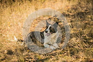 Tired thirsty short haired border collie dog