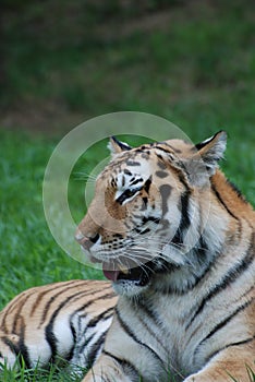 TIred Tiger with Big Teeth