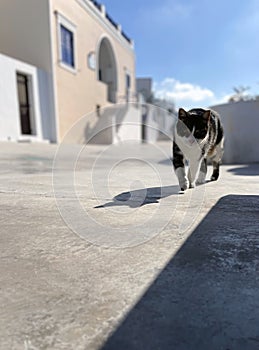 Tired from the Warm Sun This Cat Moves Slowly Amongst the Hot Pavement to Seek Shade in Santorini Greece