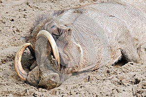 Tired warthog