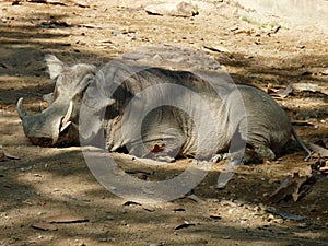 A tired warthog resting on the ground in profile view