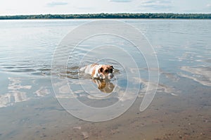 Tired wet dog jack russell terrier swimming in water, outdoors. Playful purebred pet in lake or river.