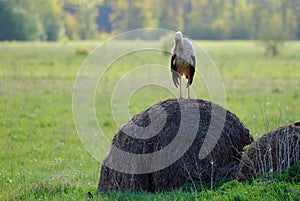 Tired White Stork