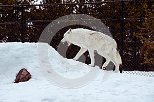 A tired wolf is yawning with the snow in the winter in the relax time