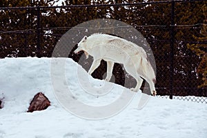 A tired wolf is yawning with the snow in the winter in the relax time