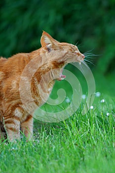 Tired, Yawning, Ginger Cat