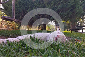 Tired yellow cat sleeps with closed eyes in green area of walking city park. Relaxation and Zen that came unexpectedly