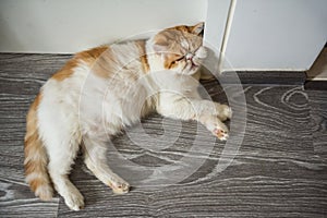 tired yellow Exotic shorthair cat sleep photo