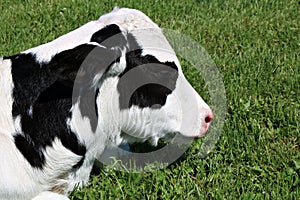 Tired young Holstein calf on a sunny day