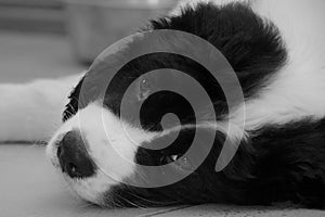 A Tired Young Male Landseer ECT pup - Black and White