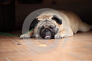 Tiresome puppy pug lying down with sickness and dying