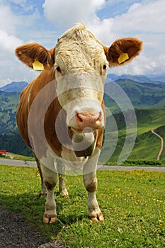 Tiroler cow