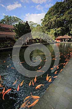 Tirta Empul Famous Sacred Bath Water Fountain Bali