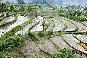 Tirtagangga field, tirtagangga village, Abang, Karangasem, Bali