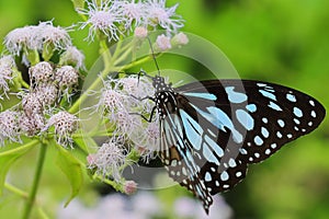 tirumala limniace or blue tiger butterfly sucking nectar from flowers and help in pollination of plants