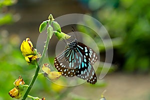 Tirumala limniace or blue tiger butterfly from Western Ghats photo