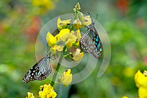 Tirumala limniace or blue tiger butterfly from Western Ghats photo
