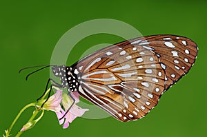 Tirumala septentrionis /butterfly is sucking nectar