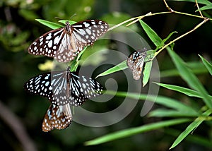 Tirumala septentrionis, an Indian butterfly on a bamboo leaf