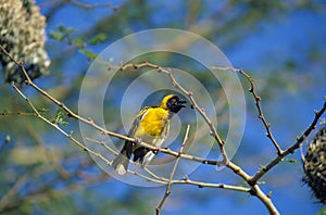 TISSERIN GENDARME ploceus cucullatus