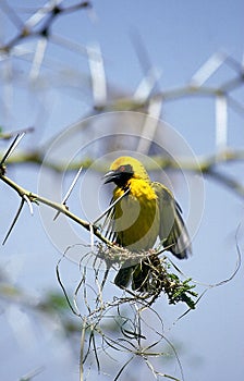 TISSERIN GENDARME ploceus cucullatus