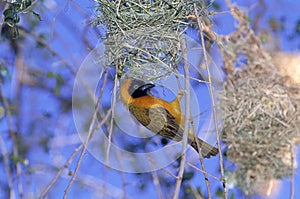 TISSERIN GENDARME ploceus cucullatus