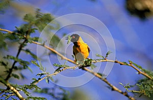 TISSERIN GENDARME ploceus cucullatus