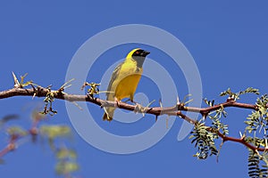 TISSERIN A TETE ROUSSE ploceus velatus photo