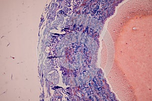 Tissue of Blood human, Vein human, Artery human and Heart muscle human under the microscope.