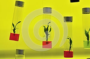 Tissue culture