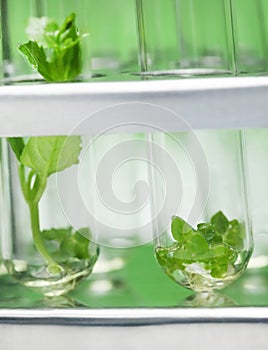 Tissue culture concept