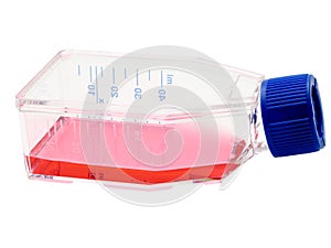 Tissue culture flask with red liquid