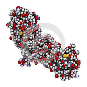 Tissue factor (TF, extracellular part) protein. Essential in extrinsic pathway of blood coagulation