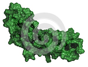 Tissue factor (TF, extracellular part) protein. Essential in extrinsic pathway of blood coagulation