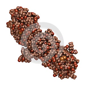 Tissue factor TF, extracellular part protein. Essential in extrinsic pathway of blood coagulation.