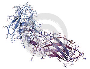 Tissue factor (TF, extracellular part) protein.