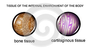 Tissue of the internal environment