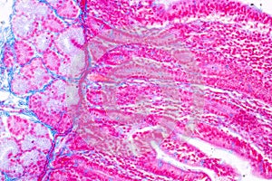 Tissue of small intestine or small bowel under the microscopic.